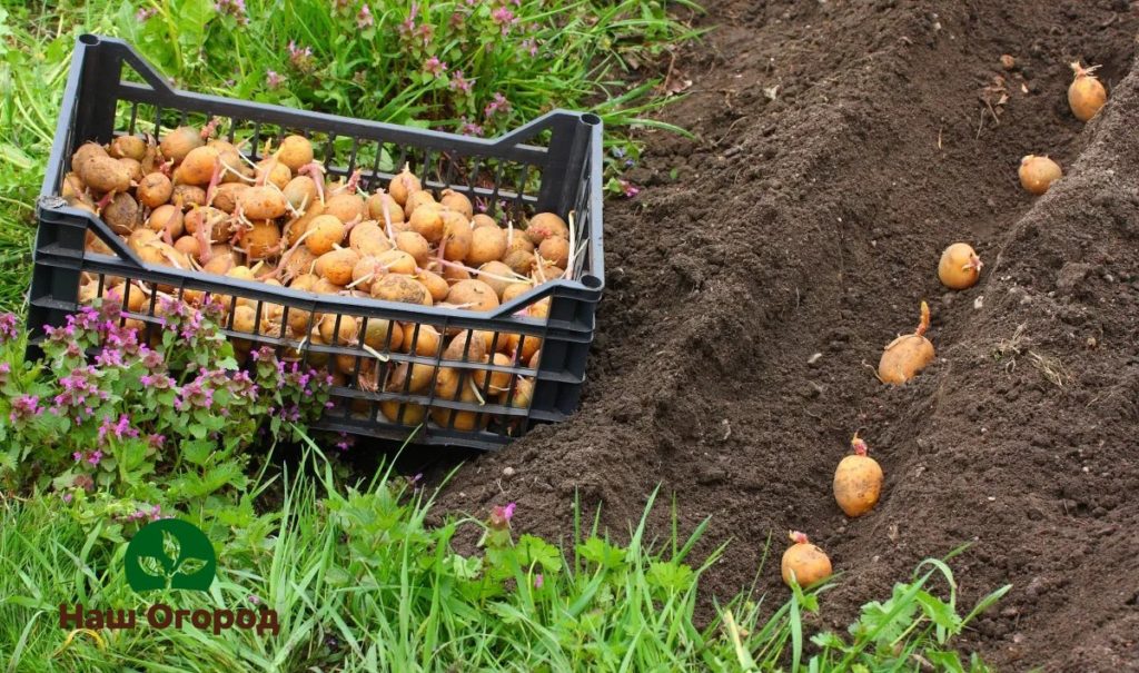 De nombreux jardiniers commencent à planter des pommes de terre lorsque le cerisier des oiseaux fleurit.