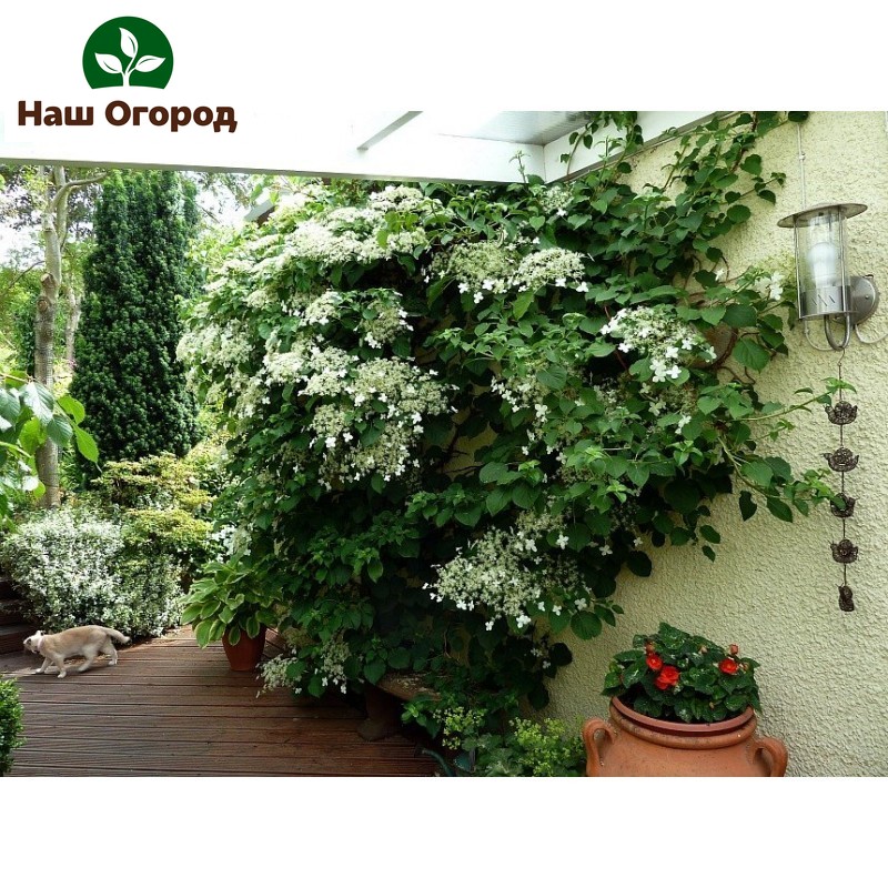 types of hydrangea