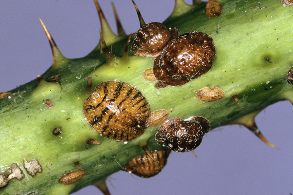 Prevention of gooseberry from scabies