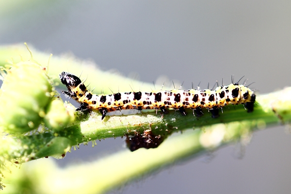 Gooseberry moth.