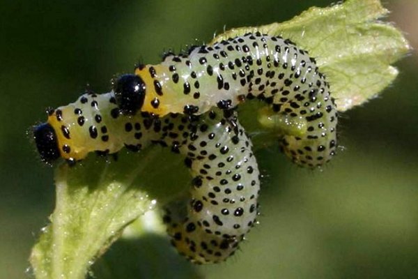 Gooseberry sawfly control