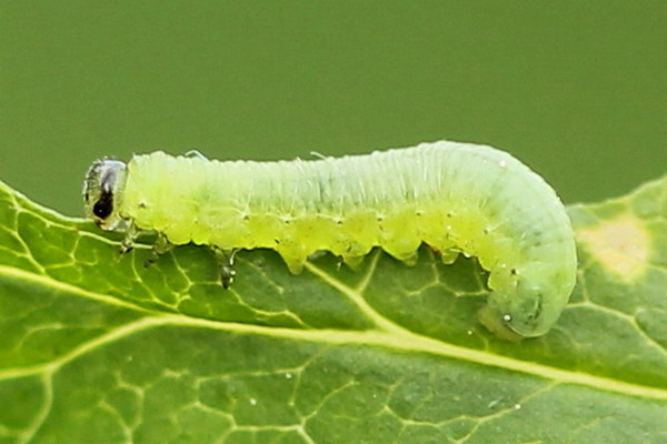 Gooseberry pests - Gooseberry moth
