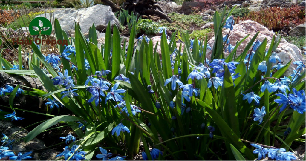 snowdrop
