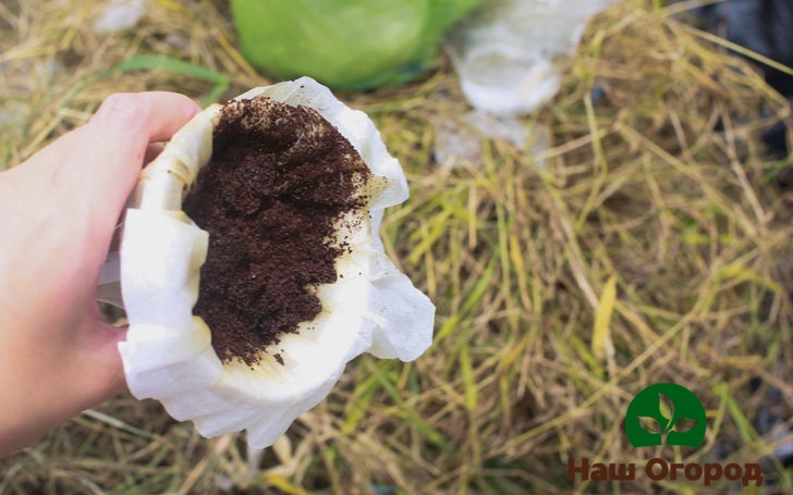 Coffee dressing is very beneficial for plants