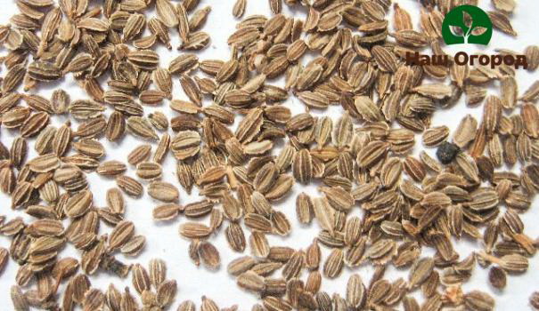 Carrot seeds