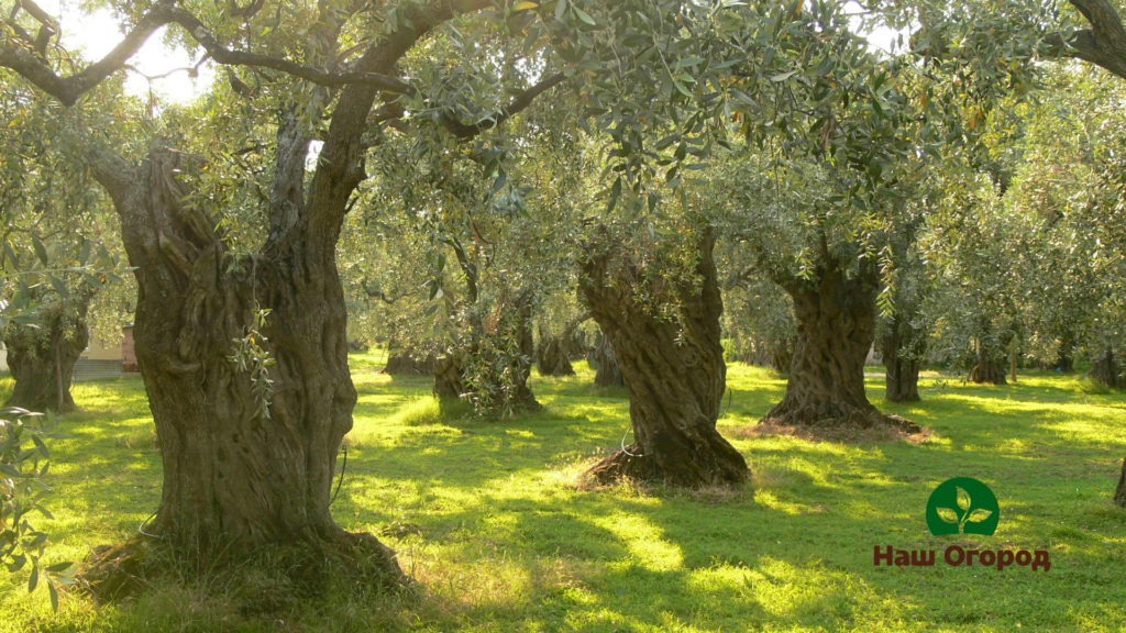 Most of all, this plant is grown in Spain, Italy, Portugal, Greece.