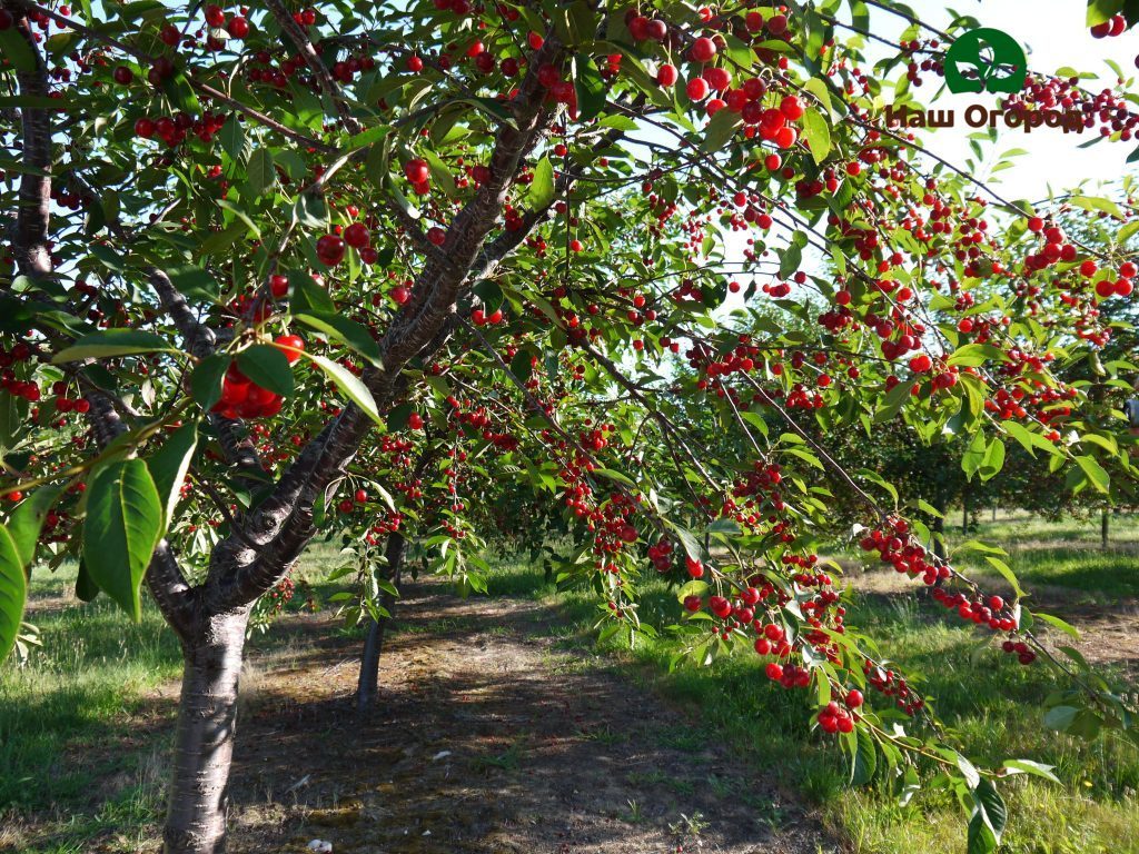 cereja de jardim