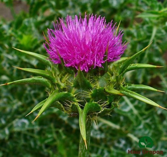 Milk thistle inflorescence