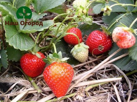 Peduncles of the Zenith cultivar are pollinated by themselves.