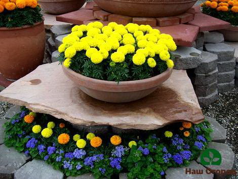 marigolds in the garden
