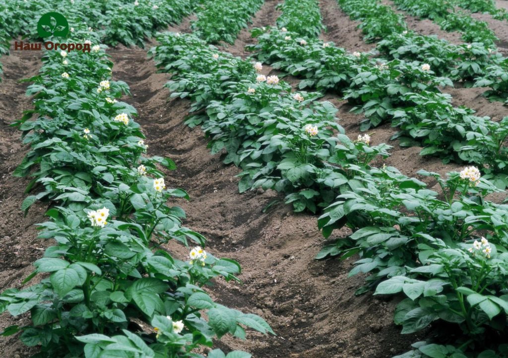 planting potatoes in the ground