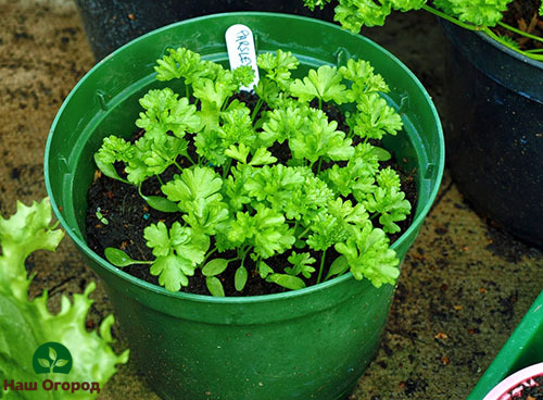 In the process of germination, parsley shoots must be thinned out