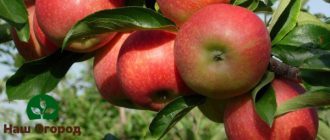 Apple fruits of the Elista variety
