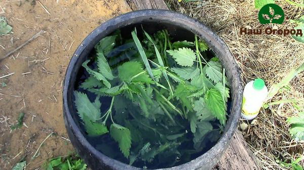 Nettle tincture for bell pepper feeding