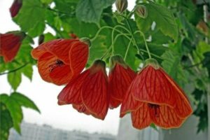 abutilone d'érable