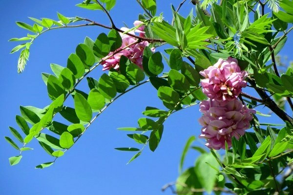 acacia cultivation