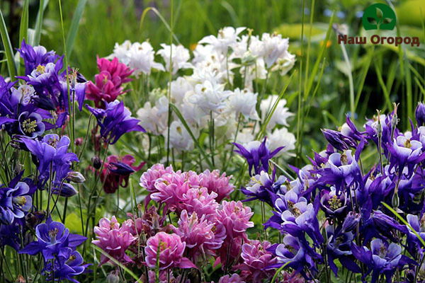 Para cultivar um jardim de flores de aquilegia inteiro, você precisa inspecionar regularmente as flores em busca de pragas.