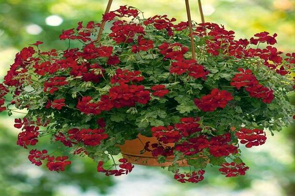 pelargonium bol yetiştirme