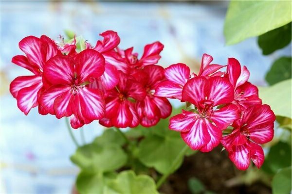 pelargonium bol bakım