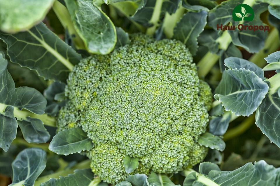 broccoli in the garden