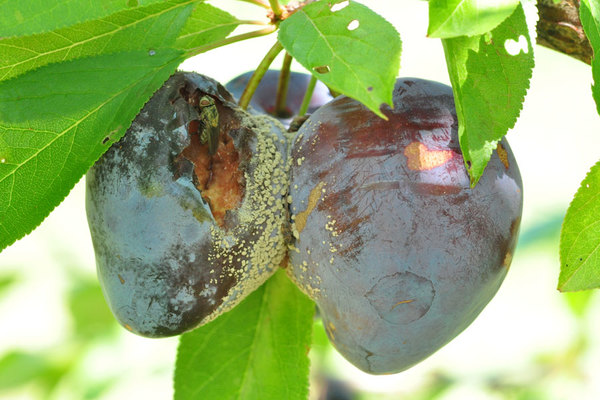plum disease