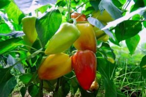 planter du poivron