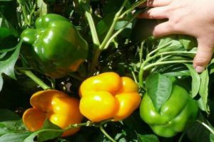 variétés de poivrons