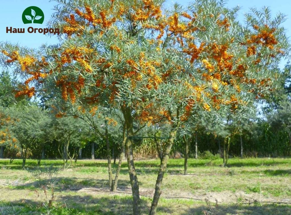 sea ​​buckthorn tree