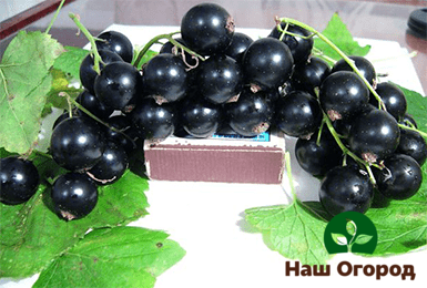 Sibylla black currant variety