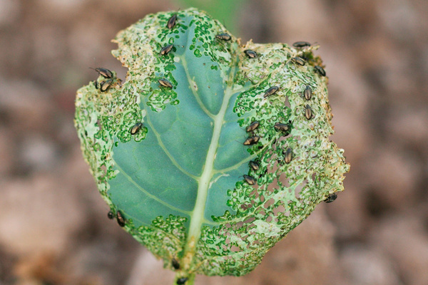cruciferous flea
