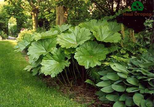Darmera has very large leaves
