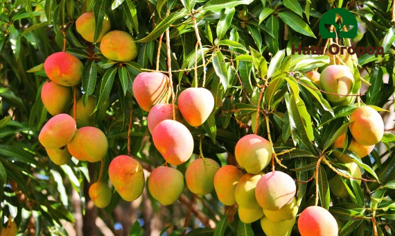 fruit trees in the garden