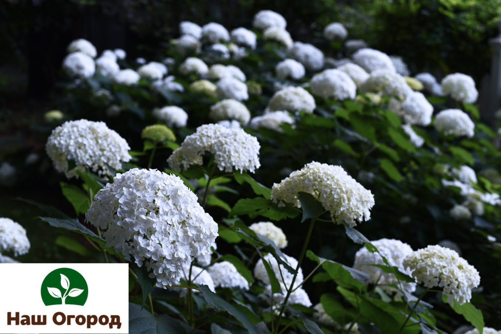 types of hydrangea