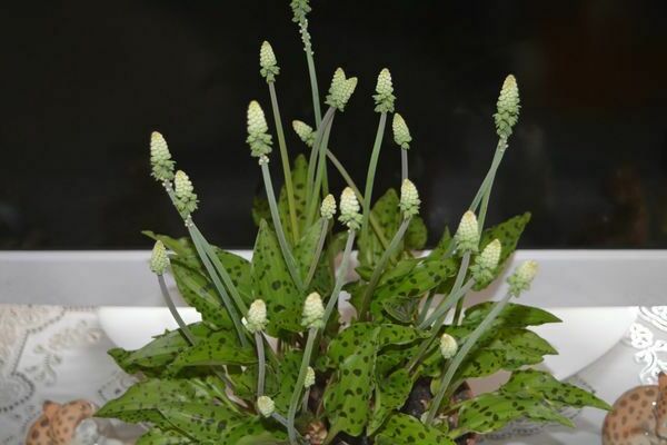 Drimiopsis flower