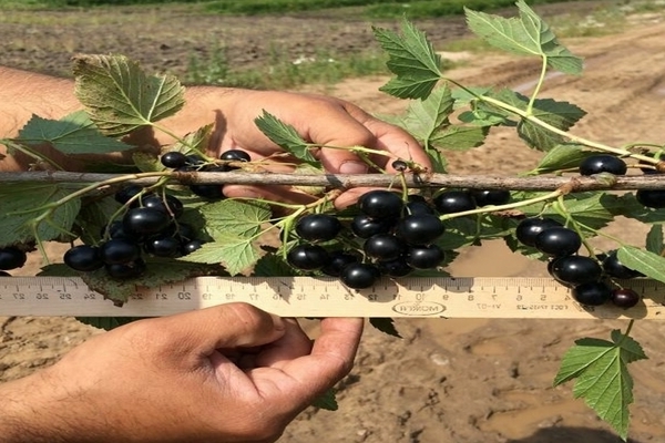 Growing currants with Growing currants