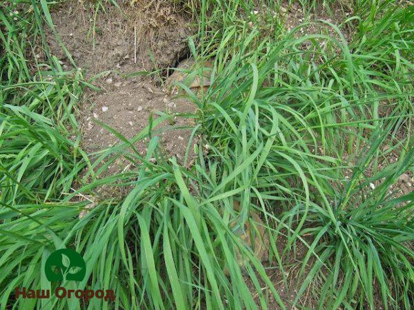Wheatgrass is the most dangerous weed for growing black currant bushes