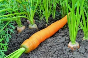 Comment faire pousser de bonnes carottes