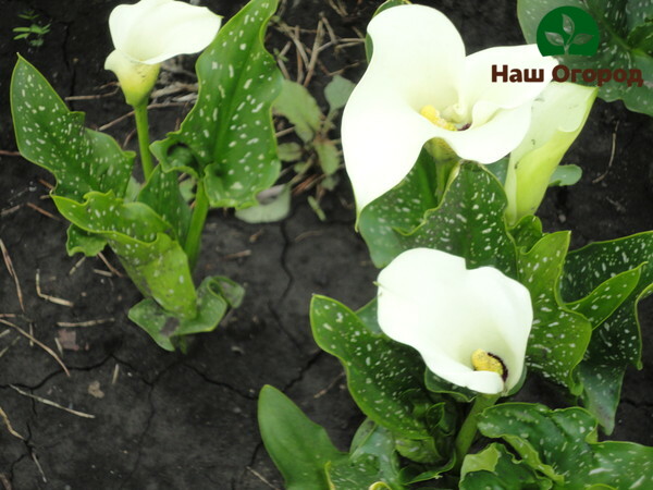 É indesejável plantar lírios de calla muito próximos uns dos outros. Isso pode provocar o desenvolvimento de doenças nas flores.