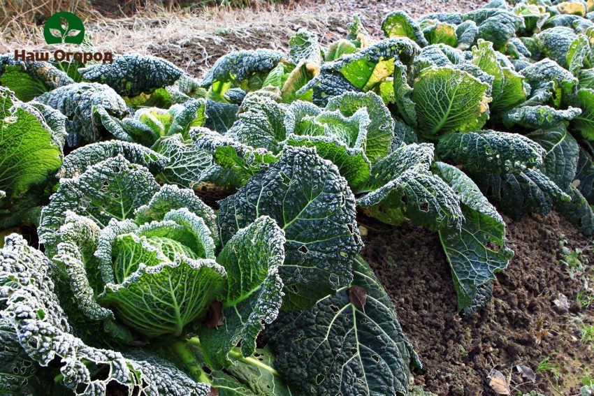 Rich, healthy Savoy cabbage