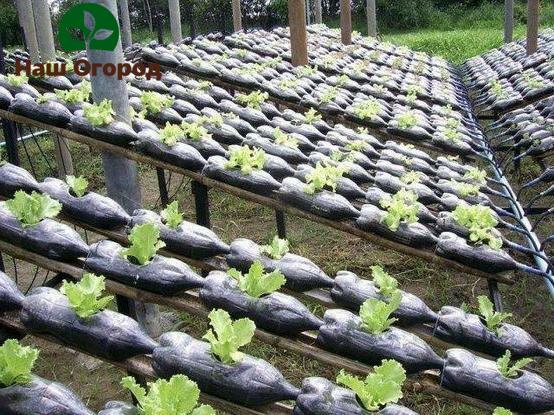 astuces de vie d'un jardinier expérimenté