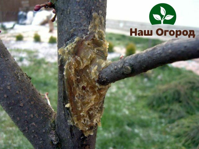 Traitement d'une blessure au tronc avec un terrain de jardin
