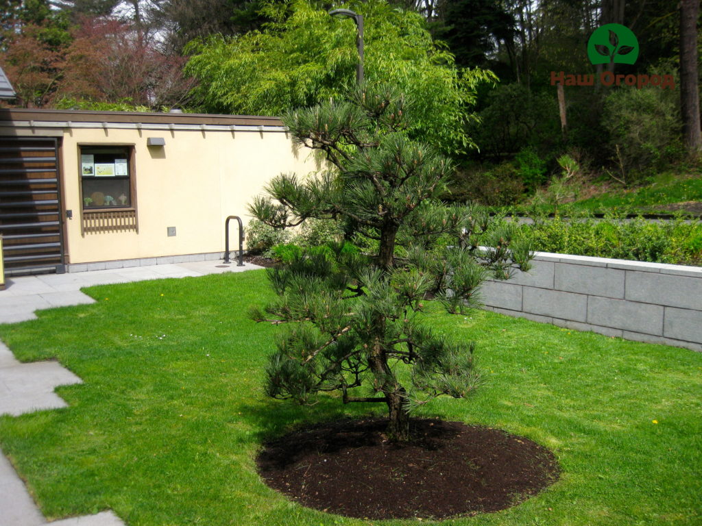 fruit trees in the garden