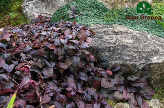 Groundcover Plants Zhivuchki