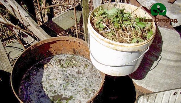fertilização de plantas