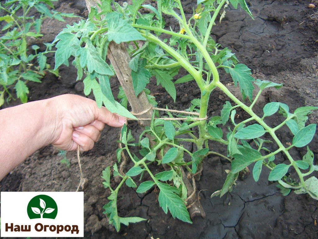 Il est strictement interdit d'attacher les tomates avec du fil.