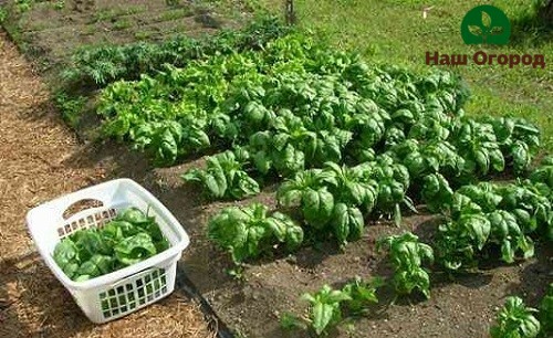 Spinach is not recommended to be planted too close to each other.