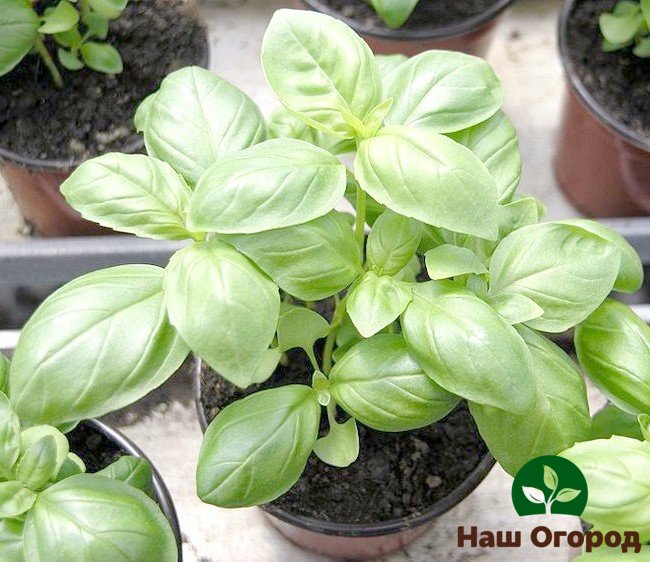 Spoon-shaped (ship-shaped) basil