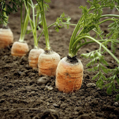 how to plant carrots