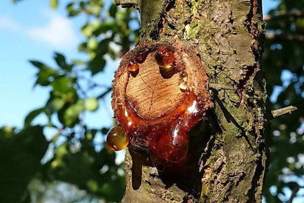 plum disease
