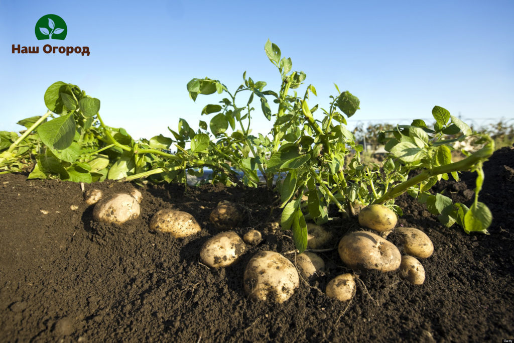 planting potatoes in the ground
